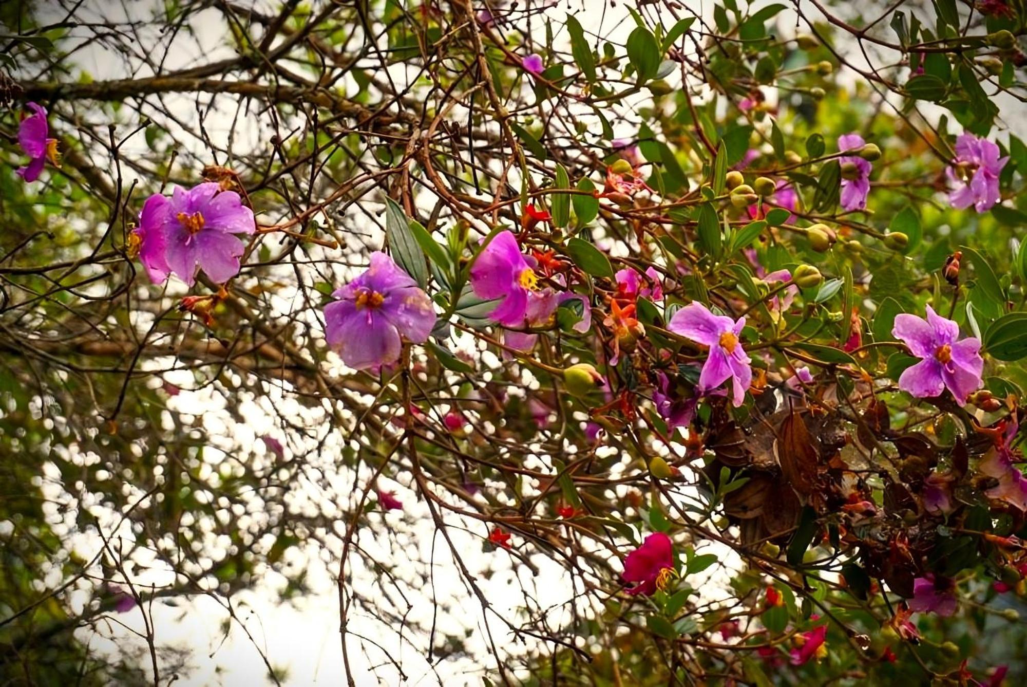 Encanto Minicasitas En Medio De La Naturaleza Santa Elena  Zewnętrze zdjęcie